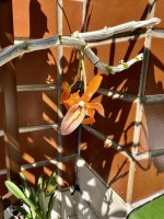 IMG_4228.jpeg