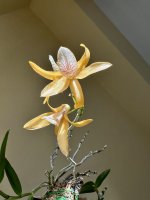 IMG_3441.jpeg