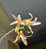 IMG_3440.jpeg
