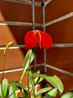 IMG_4876 copia.jpeg