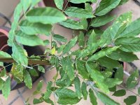 IMG_2462.jpeg