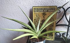 sansevieria silver syreni.jpg