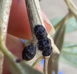 IMG_0344.jpeg