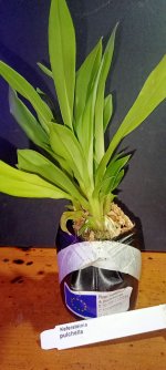 IMG20250610191319.jpg