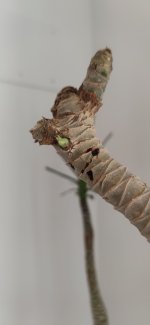IMG_20250617_153250.jpg