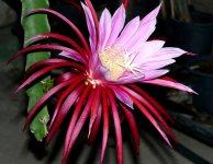 Blüte.jpg