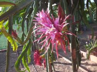 Pitaya AX (Hacha), floración (25.06.25) 2.JPG