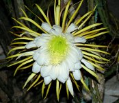 S_grandiflorus 02.JPG