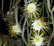S_grandiflorus 01.JPG