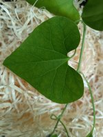 aristolochia fitoluis.jpg