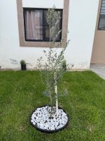 IMG_0294.jpeg