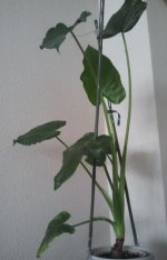 Allocasia Cucullata - Jun'25_.jpg