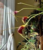 IMG_6007.jpeg