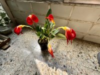 IMG_5883 copia.jpeg