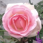 IMG_20250719_184027~3.jpg