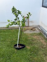 IMG_0340.jpeg