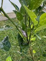 IMG_0339.jpeg