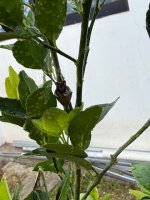 IMG_0338.jpeg