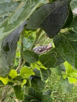 IMG_0337.jpeg