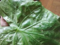 Alocasia Cucullata - Aranna roja - Front.jpg