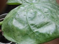 Alocasia Cucullata - Aranna roja - Laf.izdo.jpg