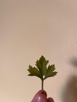 WhatsApp Image 2025-08-04 at 18.18.13.jpeg