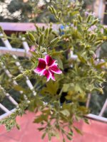 WhatsApp Image 2025-08-04 at 18.18.16.jpeg