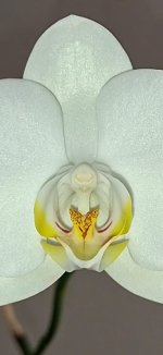 detalle Phal.jpg