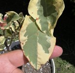 IMG_3487.jpeg