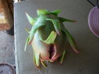 Pitaya AX Hacha, cosecha (14.08.25).JPG