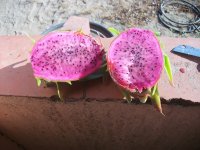 Pitaya AX Hacha, mitades (14.08.25) 1.JPG