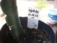 Pitaya Injerto de espina AX (17.08.25) 5.JPG