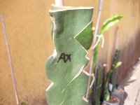 Pitaya Injerto de espina AX (17.08.25) 2.JPG