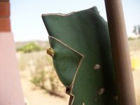 Pitaya Injerto de espina AX (17.08.25) 4.JPG