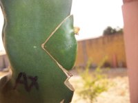 Pitaya Injerto de espina AX (17.08.25) 3.JPG