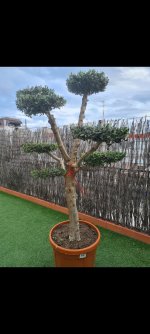 Screenshot_20250723_074359_Gallery - copia.jpg