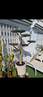 Screenshot_20250723_074231_Gallery - copia.jpg