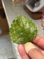 IMG_2361.jpeg