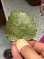 IMG_2362.jpeg
