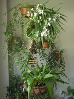 Vanda_falcata-1.jpg