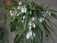 Vanda_falcata-2.jpg