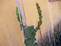 Injerto pitaya AX Hacha  (28.08.25) 3.JPG