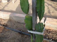 Pitaya injerto Marmel 23.2 (18.08.25) 2.JPG