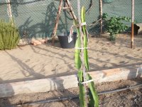 Pitaya injerto Marmel 23.2 (18.08.25) 1.JPG