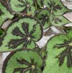 WhatsApp Image 2025-09-11 at 17.17.26.jpeg