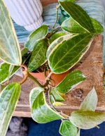 WhatsApp Image 2025-09-11 at 17.17.03.jpeg