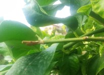 WhatsApp Image 2025-09-11 at 11.03.14.jpeg