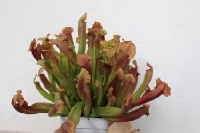 sarracenia.jpg