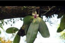 Phal  con flor en hábitat.jpg