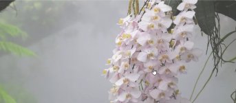 Phal  con flor en hábitat 2.jpg